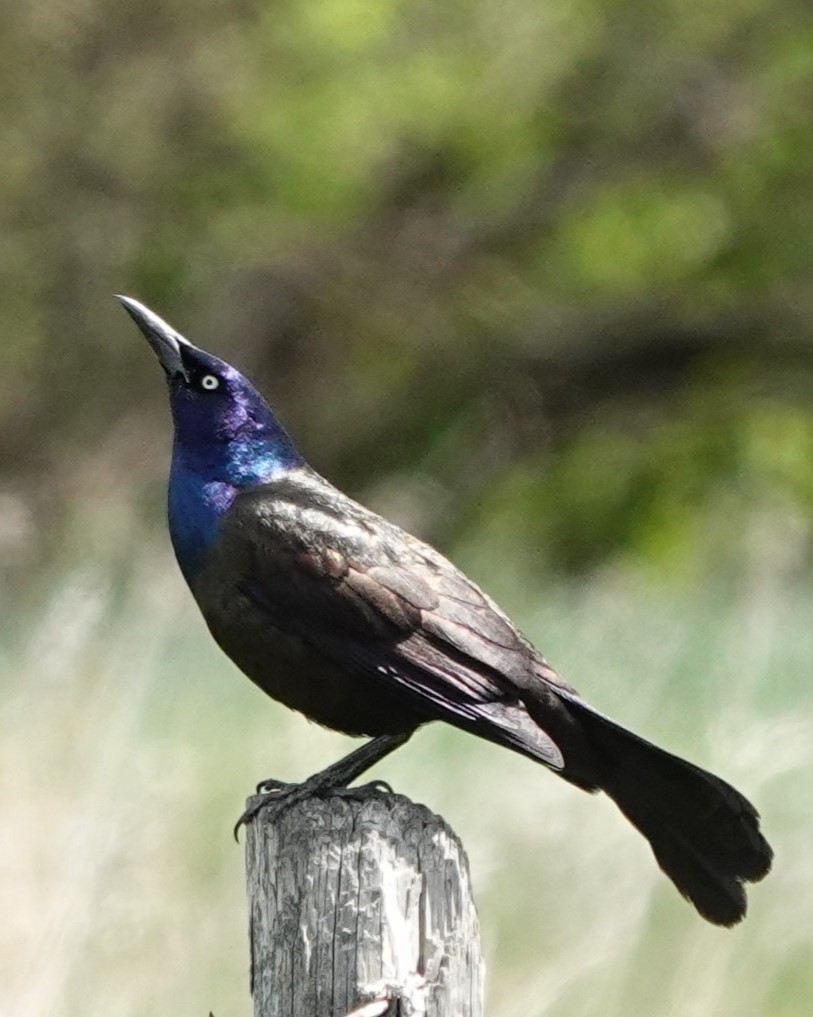 Common Grackle - Lorrie Anderson