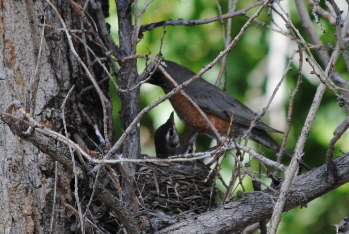 American Robin - Lydia Ross