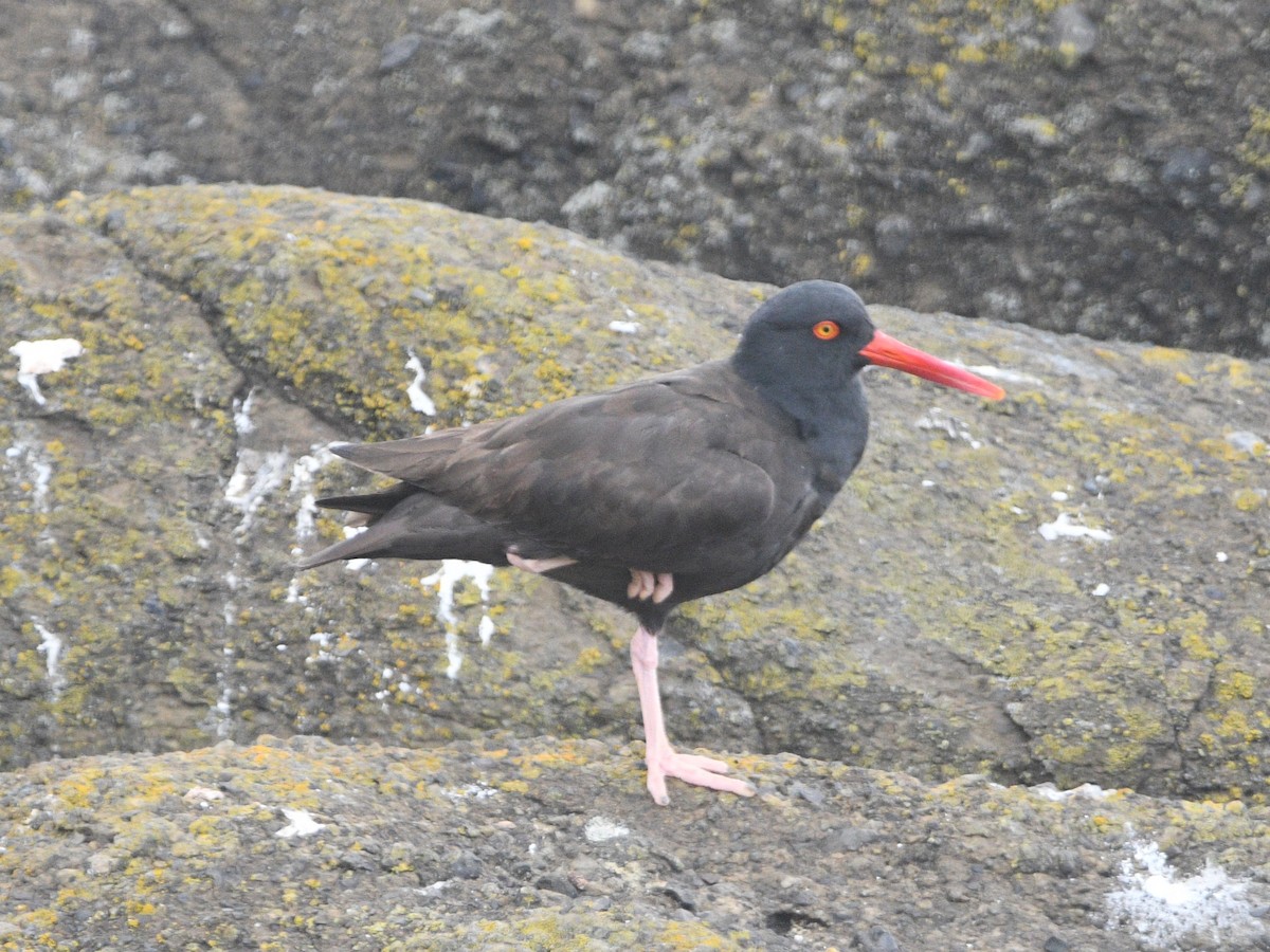 Black Oystercatcher - ML619654769