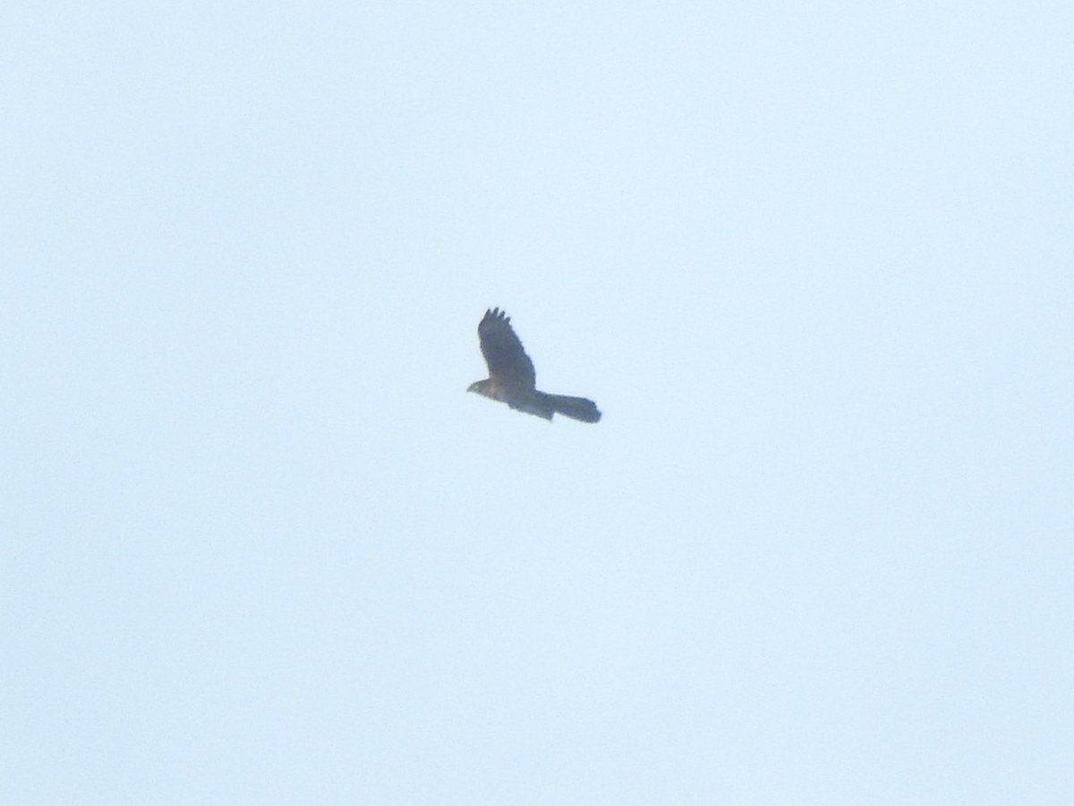 Brown Goshawk - Archer Callaway