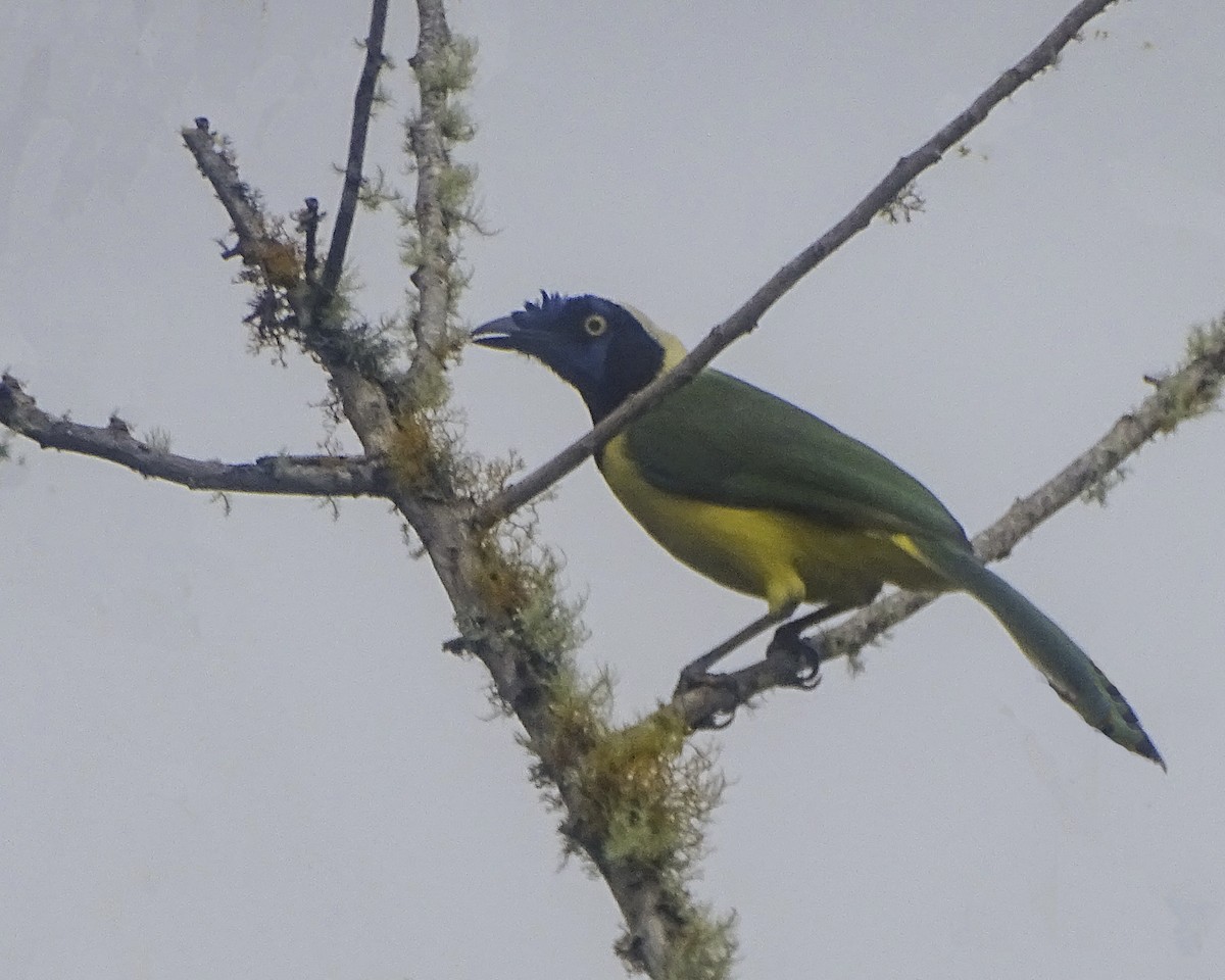 Green Jay - Daniel Pérez Peña