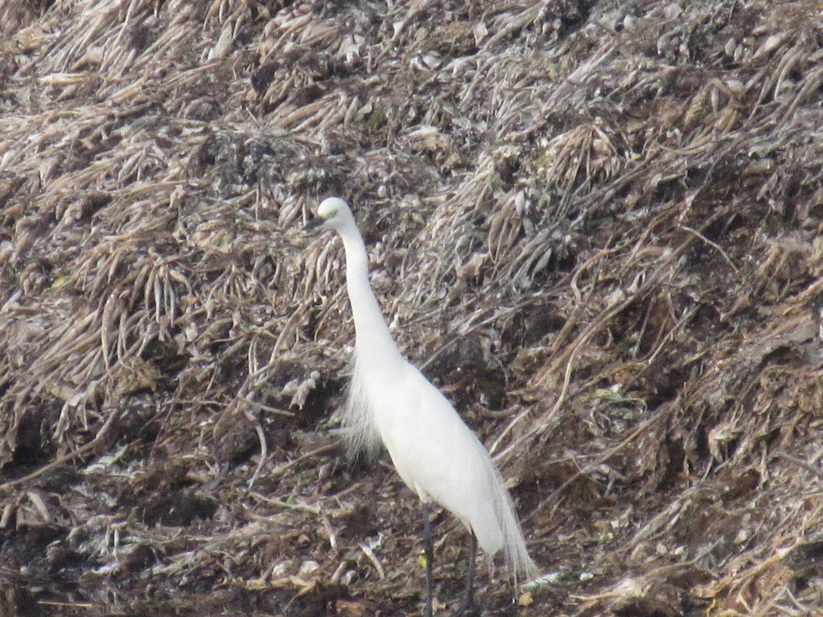 Little Egret - Amitesh Rana