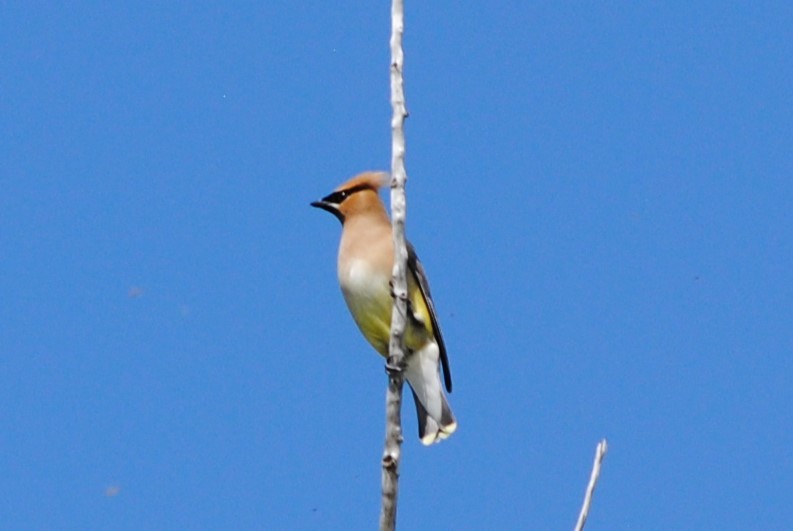 Cedar Waxwing - Lydia Ross