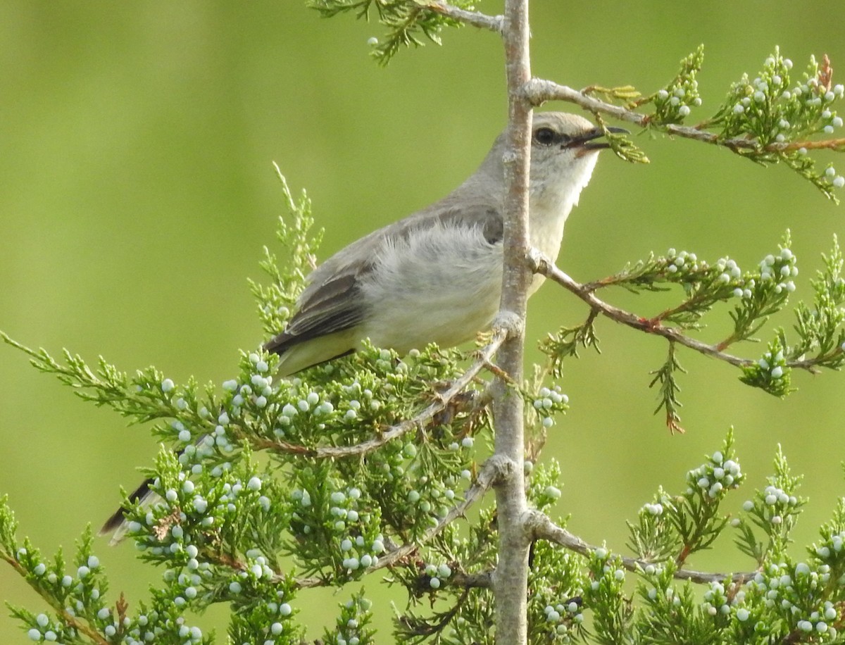 Northern Mockingbird - Ed Escalante