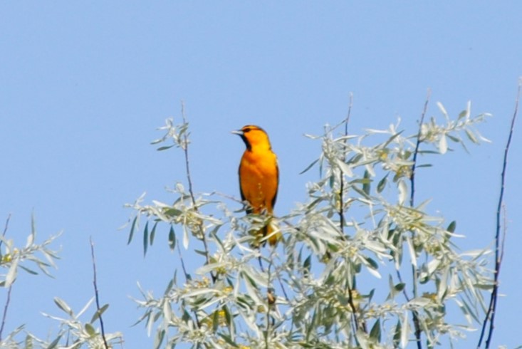 Bullock's Oriole - Lydia Ross