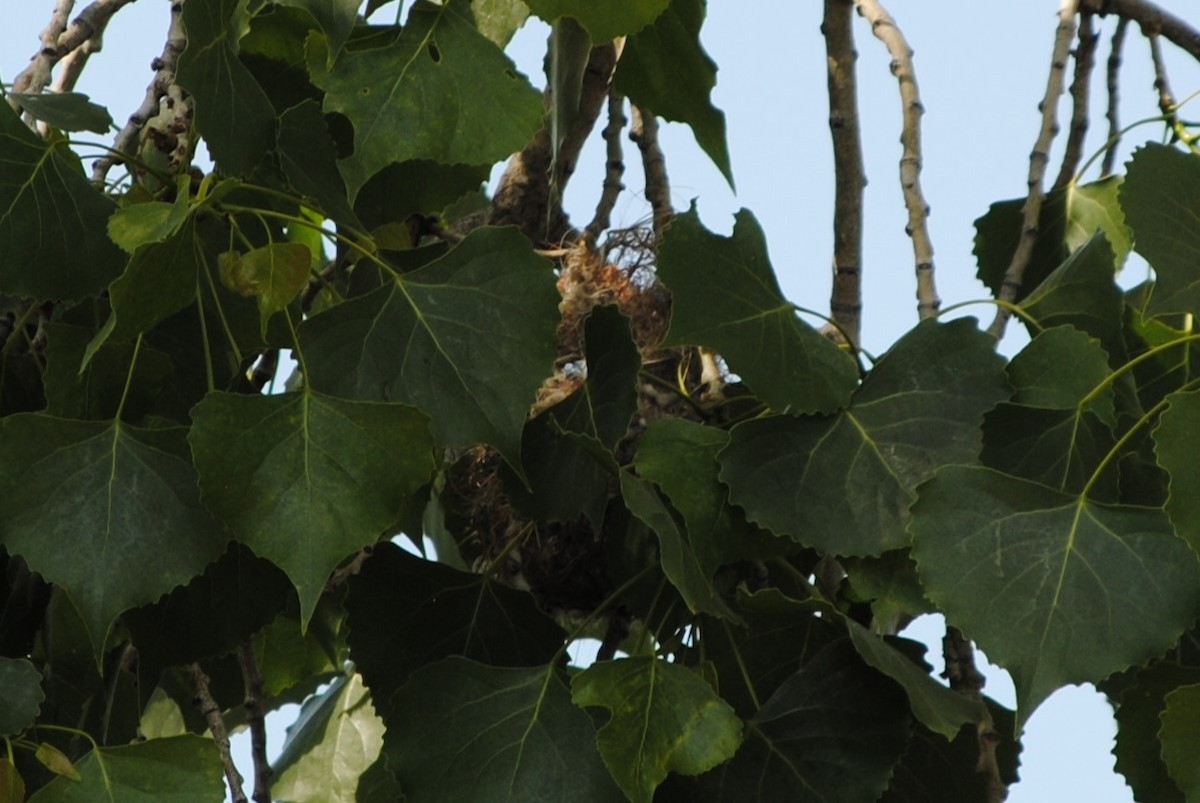 Bullock's Oriole - Lydia Ross