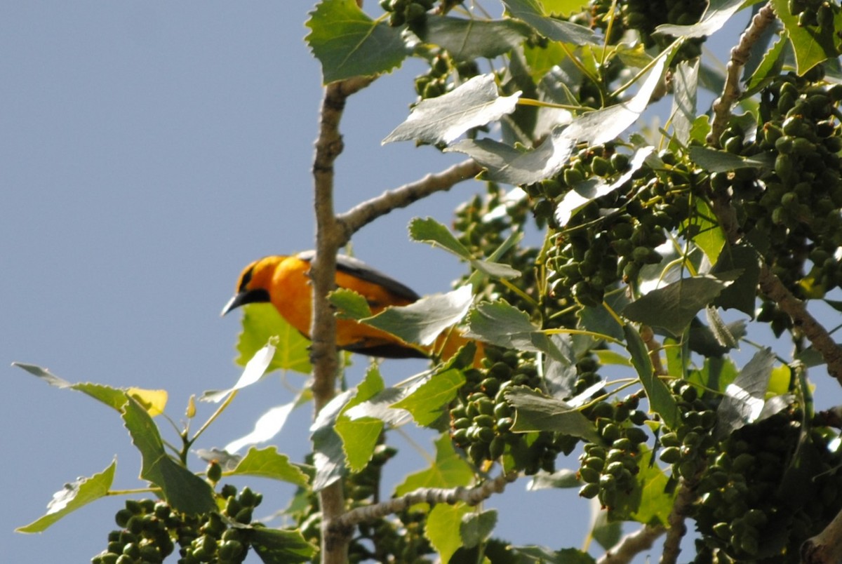 Bullock's Oriole - Lydia Ross