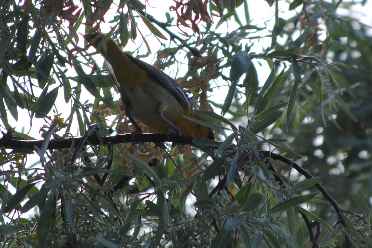 Bullock's Oriole - Lydia Ross