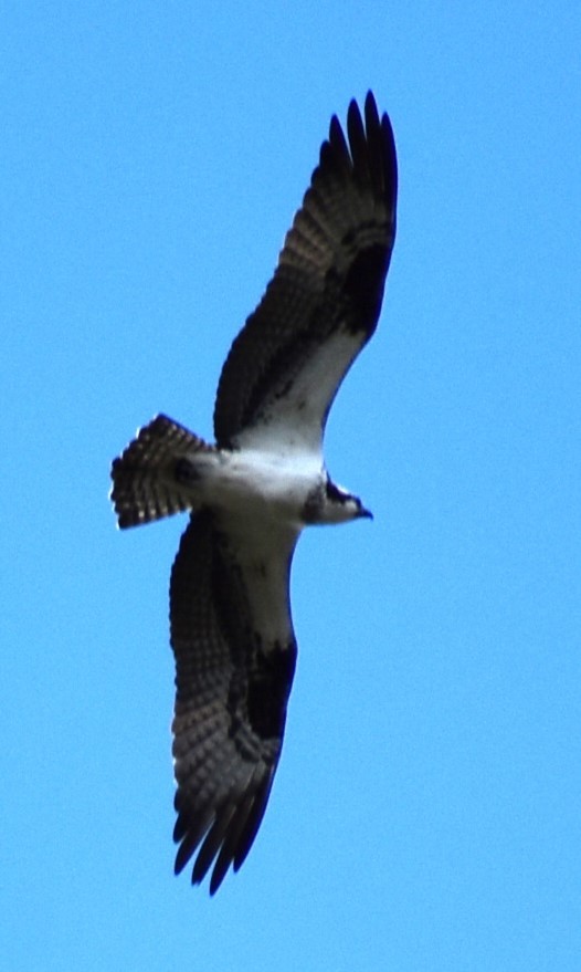 Balbuzard pêcheur (carolinensis) - ML619654795