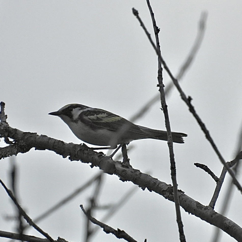 Gelbscheitel-Waldsänger - ML619654797