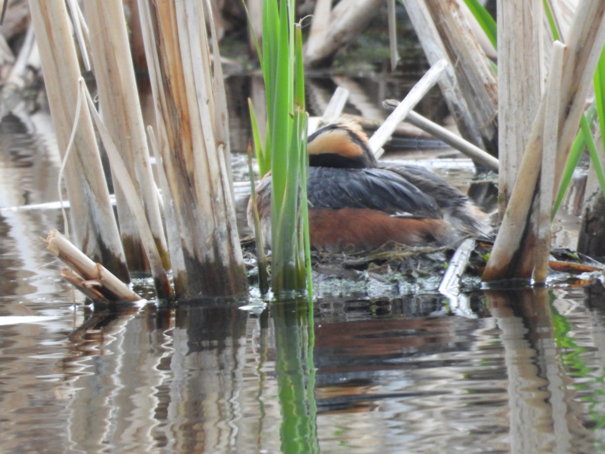 Horned Grebe - Gerard Nachtegaele