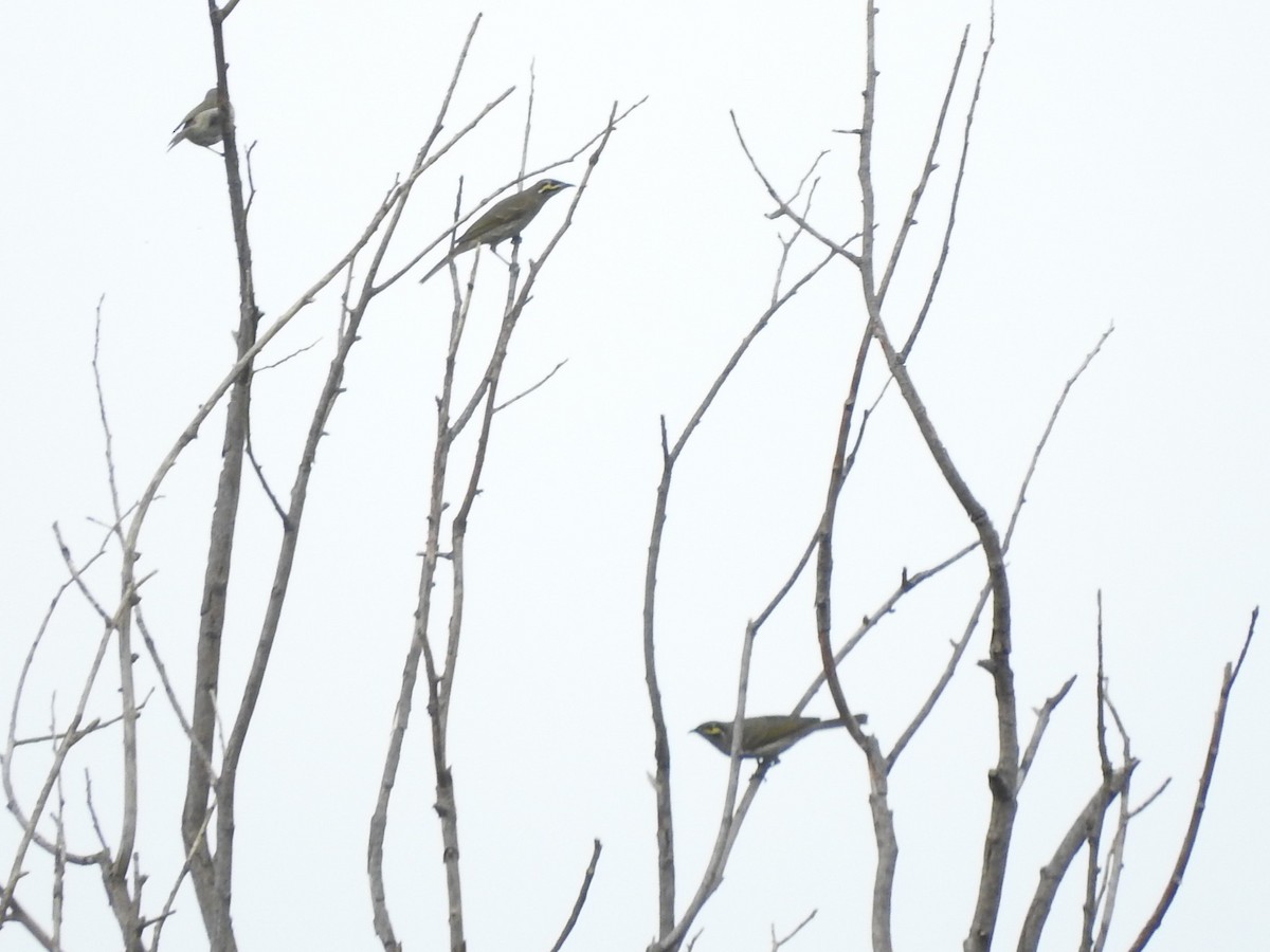 Yellow-faced Honeyeater - Archer Callaway