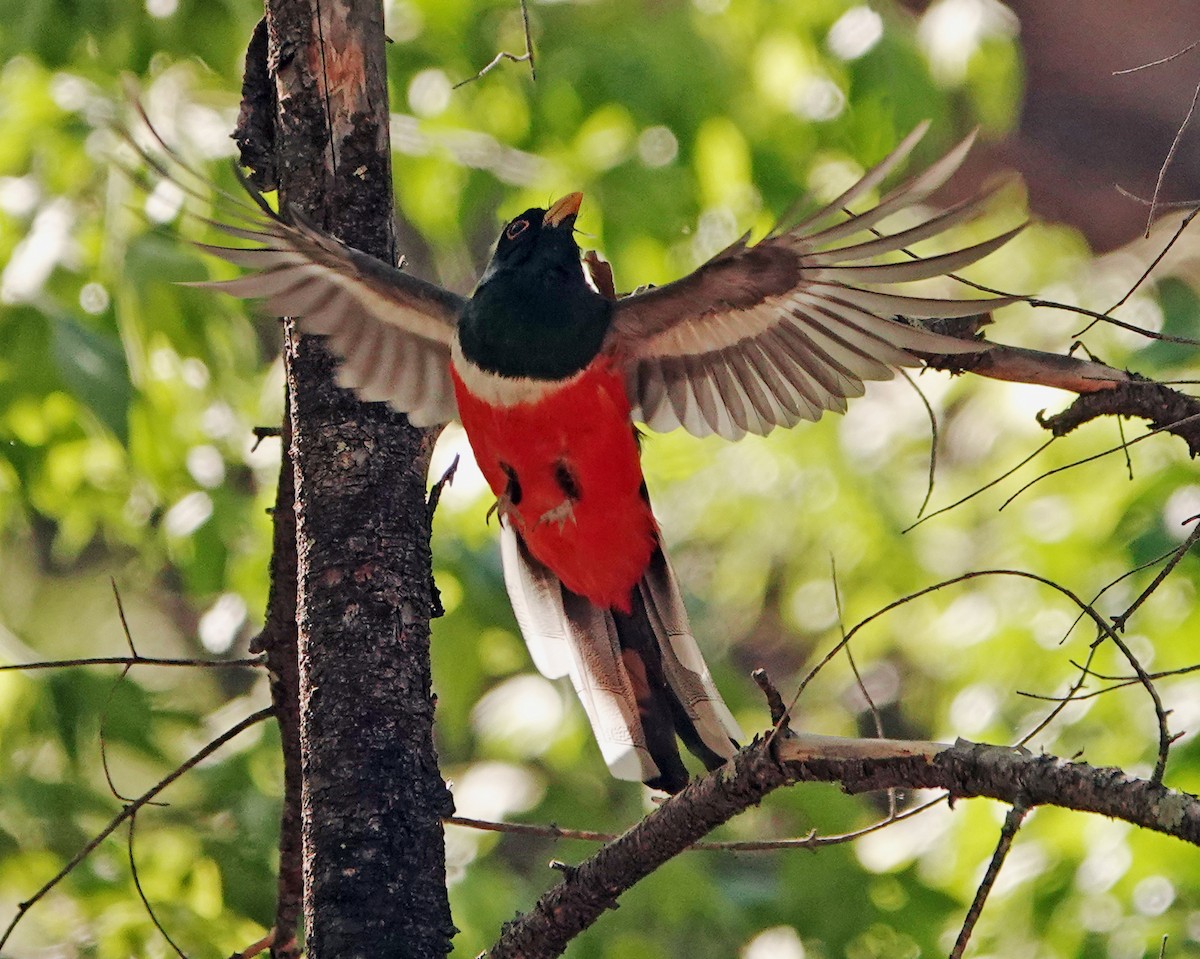 Elegant Trogon - Diane Drobka