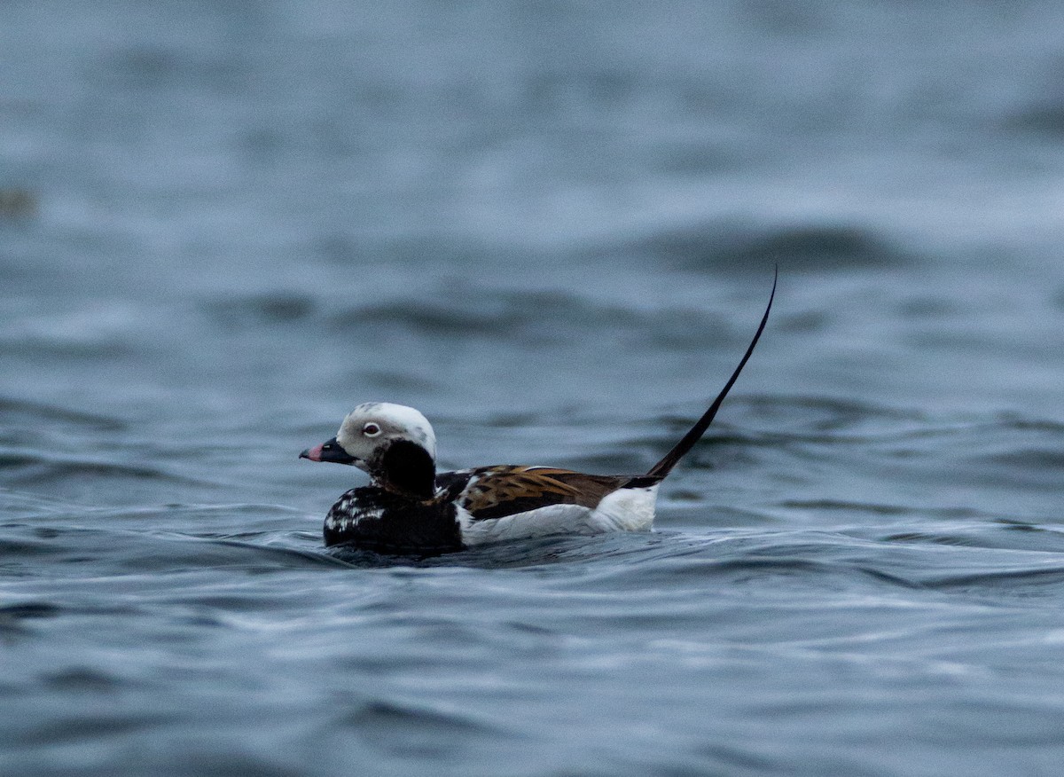 Long-tailed Duck - Laurent Bédard