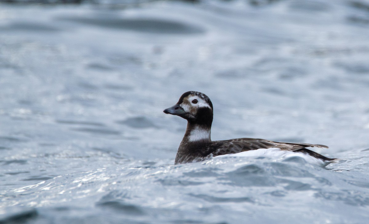 Long-tailed Duck - Laurent Bédard