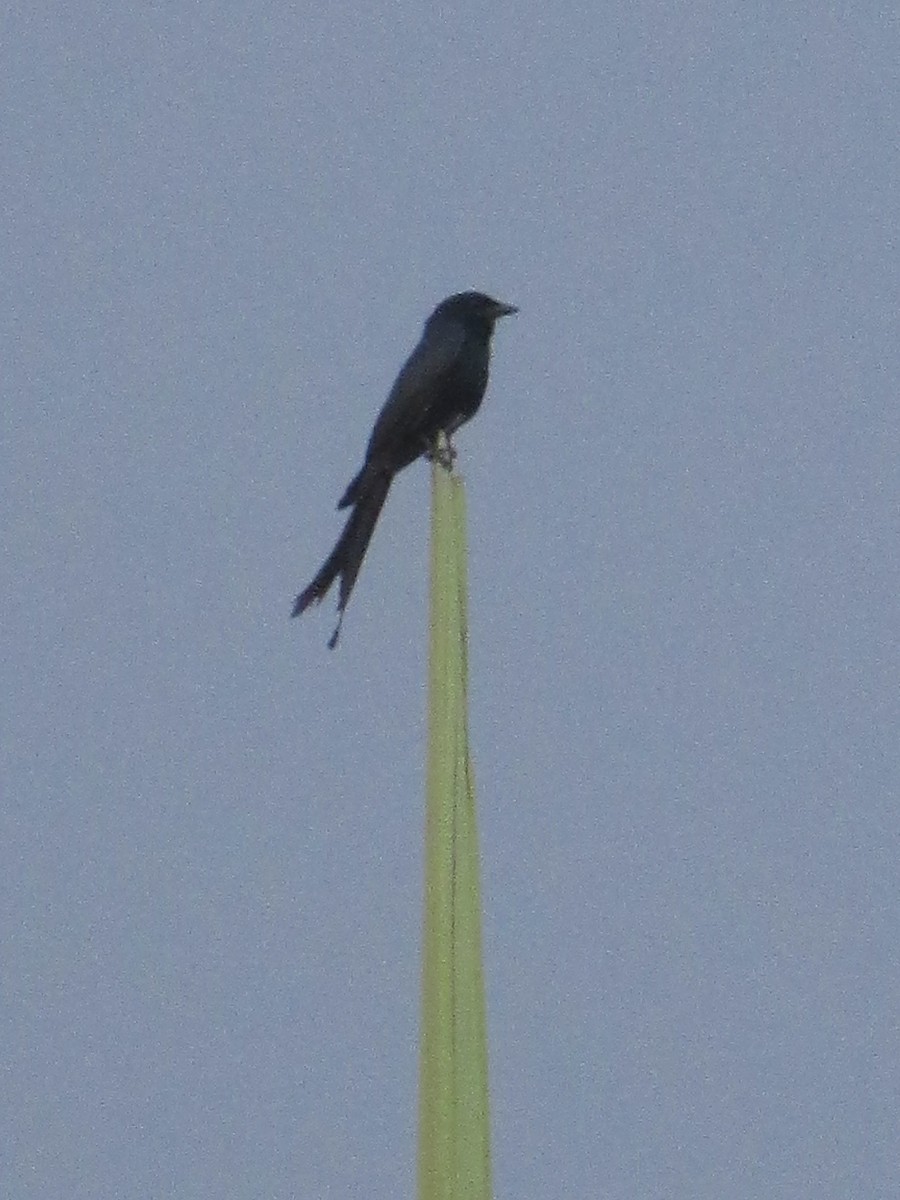 Black Drongo - Amitesh Rana