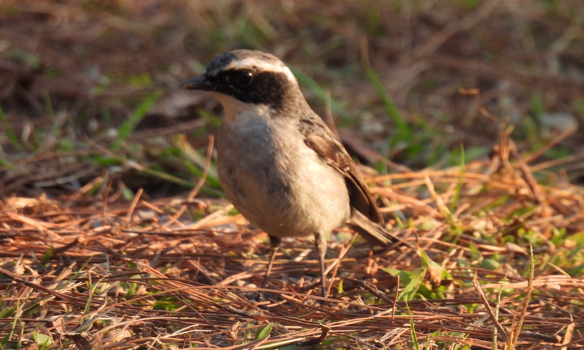 Gray Bushchat - Diane Bricmont