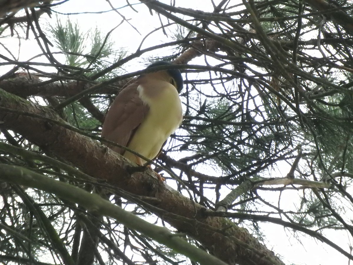 Nankeen Night Heron - Archer Callaway