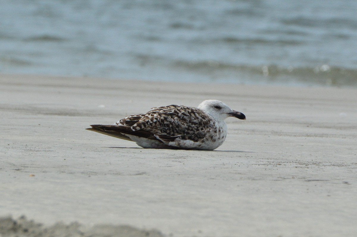 Great Black-backed Gull - Jackson and Jasmin Woodall