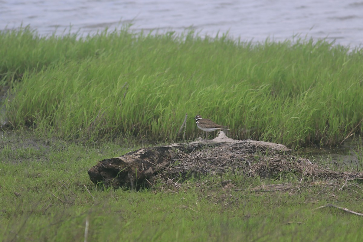 Killdeer - Jennifer Allison