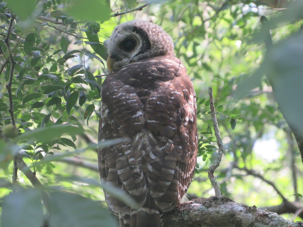 Barred Owl - ML619654834