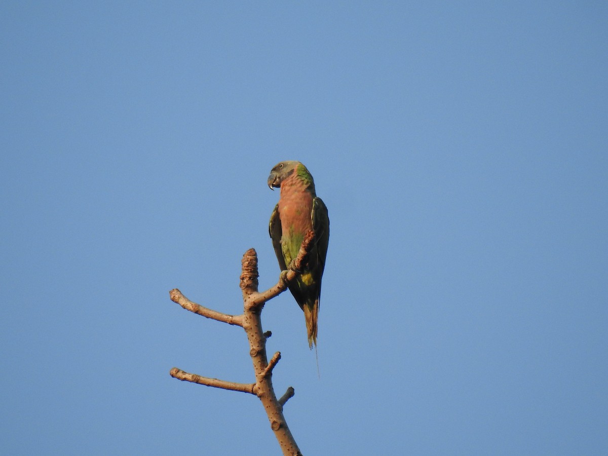 Red-breasted Parakeet - Prabhudatta Bal