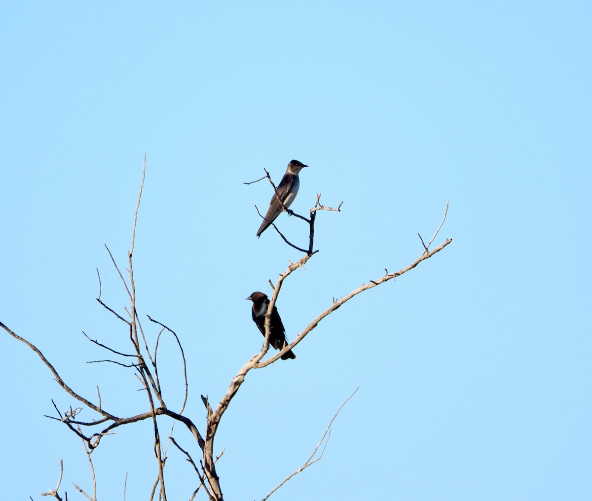 Purple Martin - ML619654838