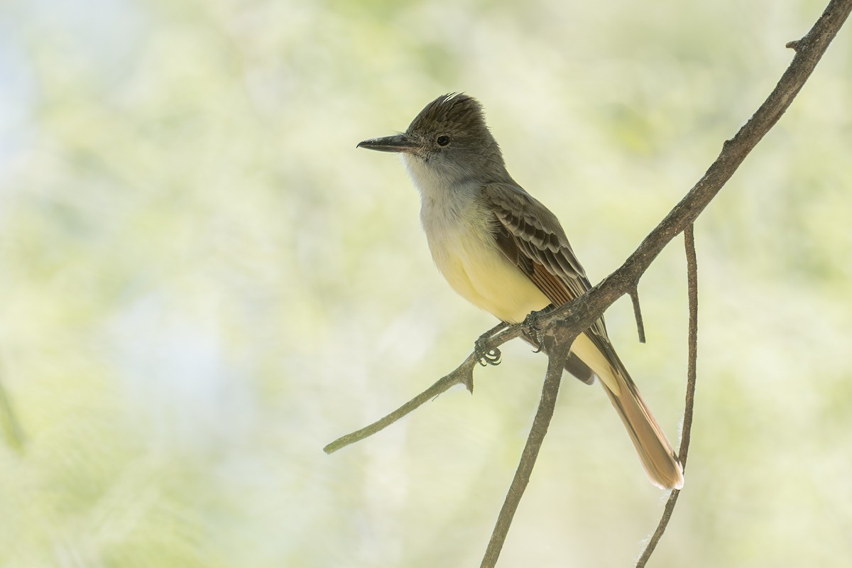 Brown-crested Flycatcher - Barry Bruns