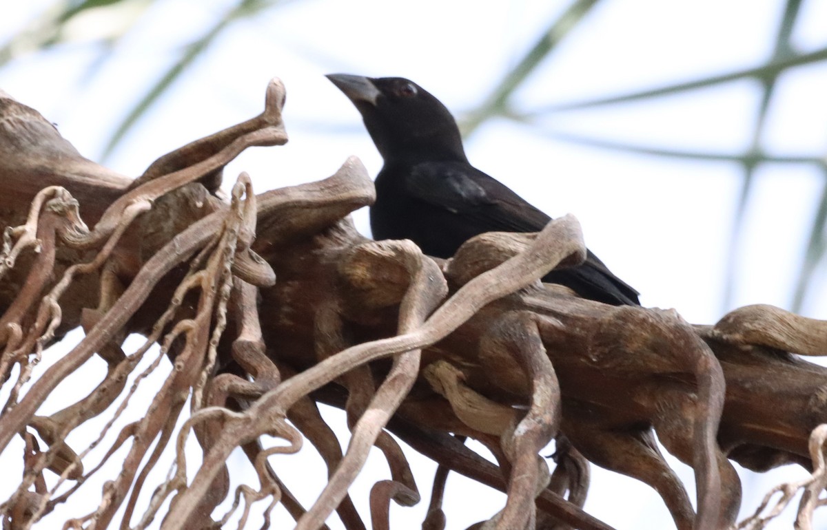 Bronzed Cowbird - Oliver  Komar