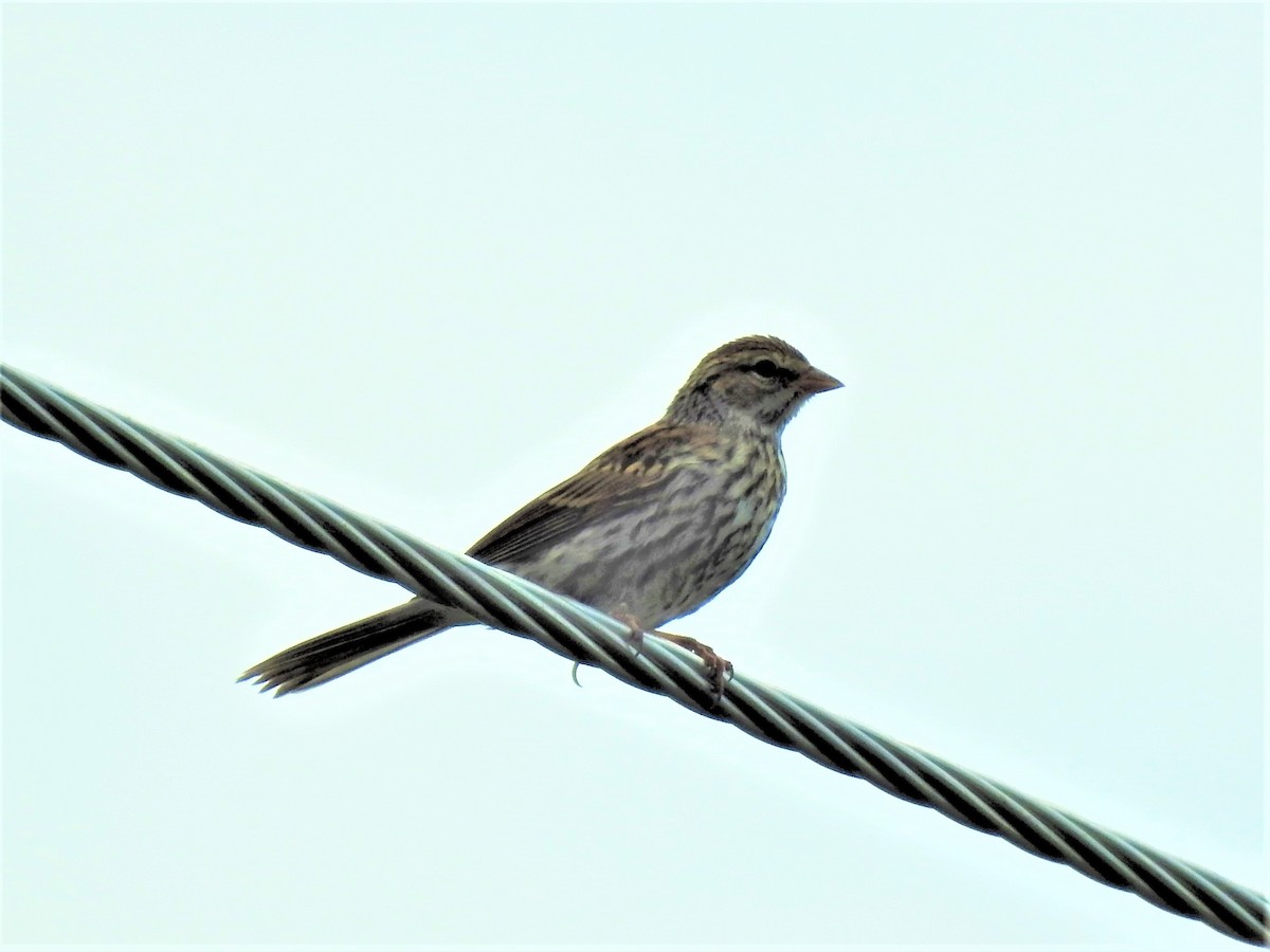 Vesper Sparrow - Sue Ascher