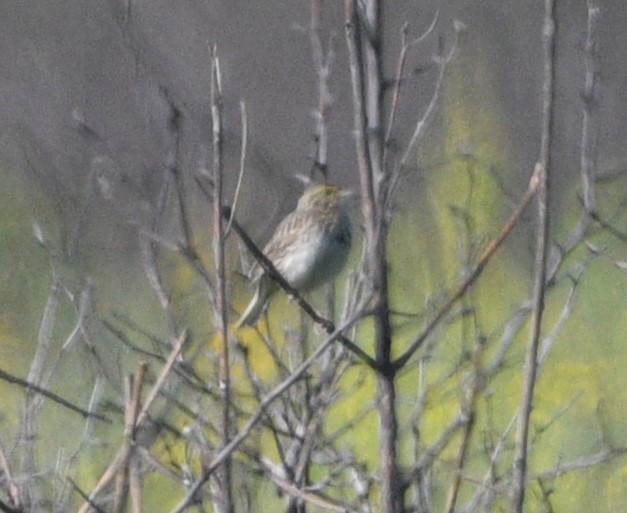 Savannah Sparrow - Peter Olsoy