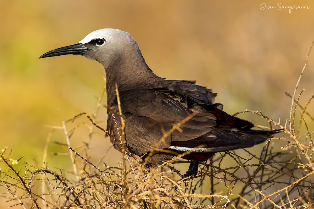 Brown Noddy - Juan Sangiovanni