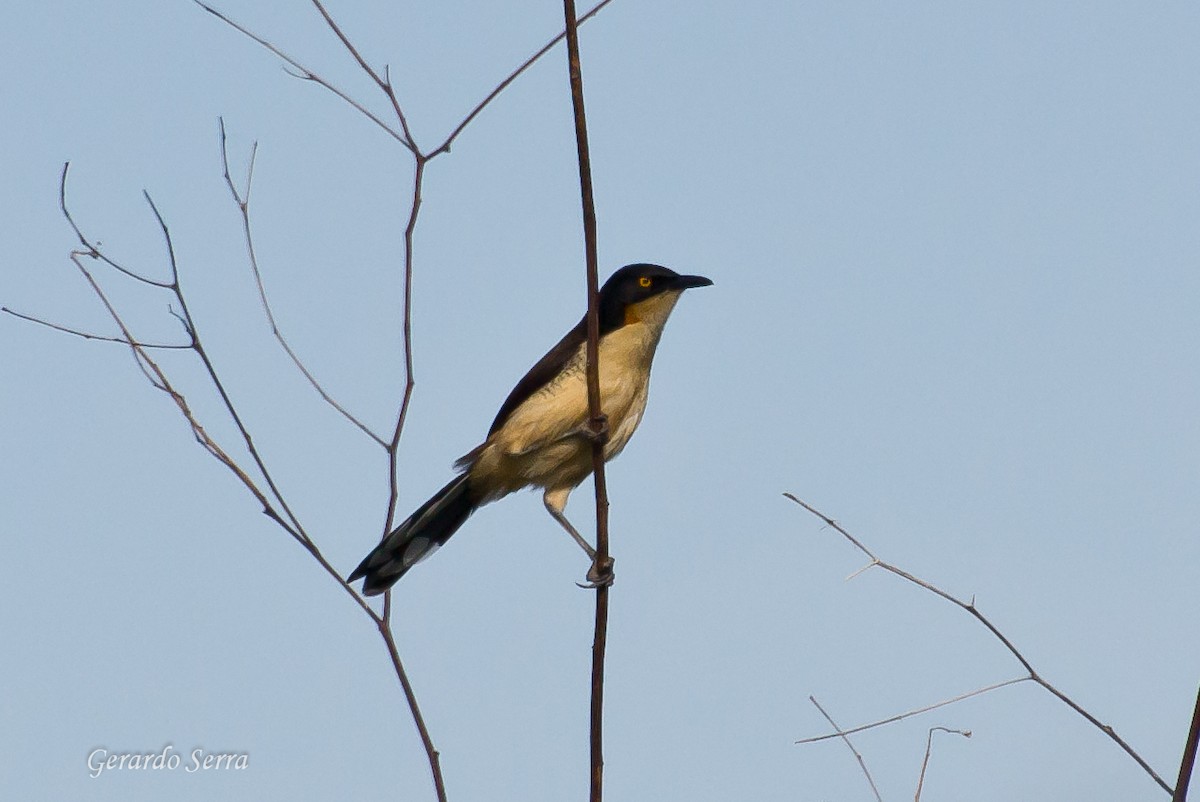 Black-capped Donacobius - Gerardo Serra