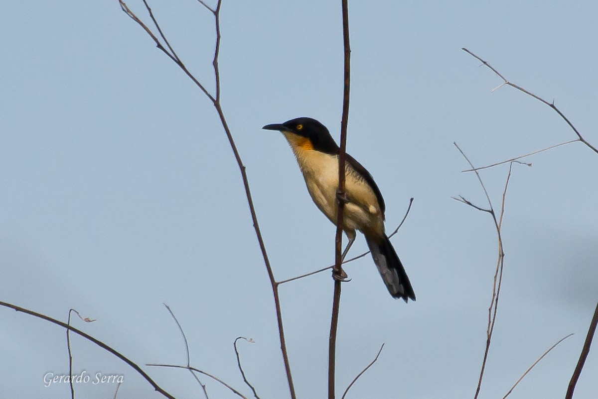 Black-capped Donacobius - Gerardo Serra