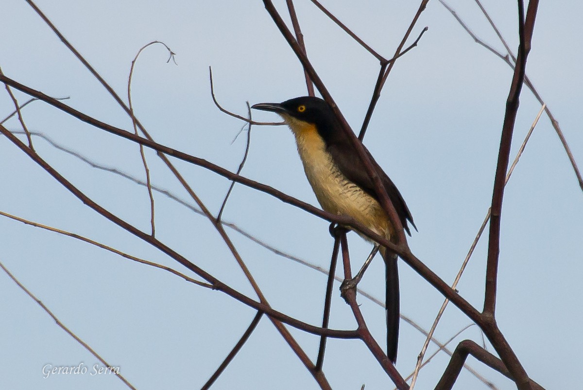 Black-capped Donacobius - Gerardo Serra