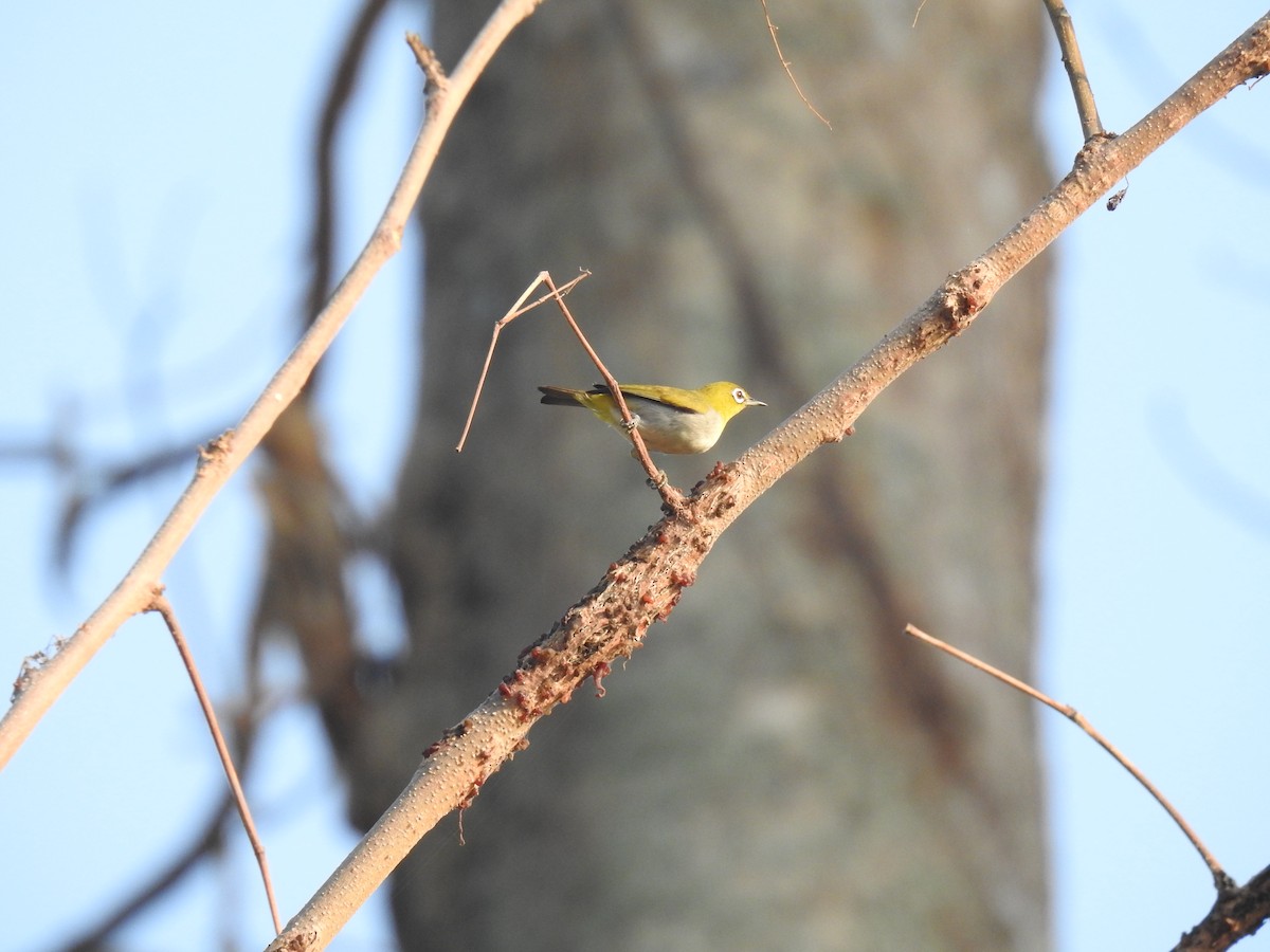 Indian White-eye - Prabhudatta Bal