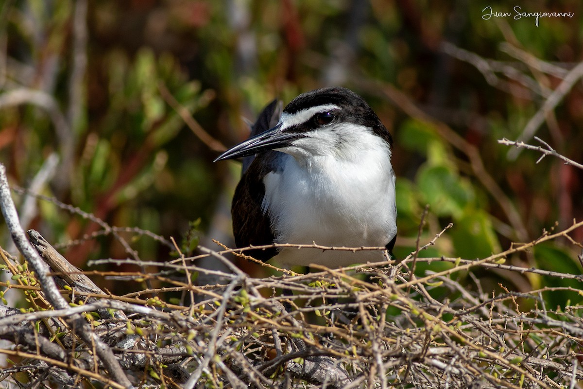 Sooty Tern - ML619654880