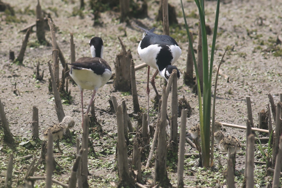 Black-necked Stilt - Jennifer Allison