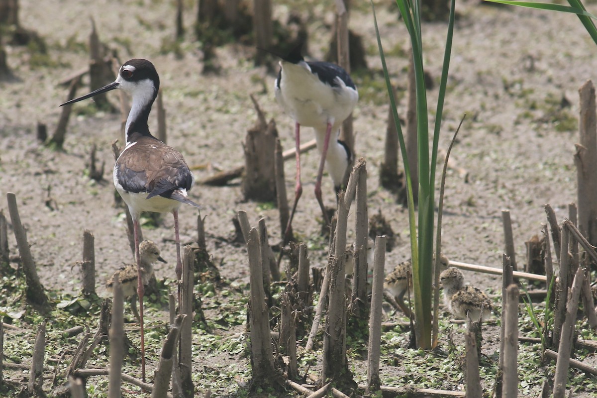 Black-necked Stilt - Jennifer Allison