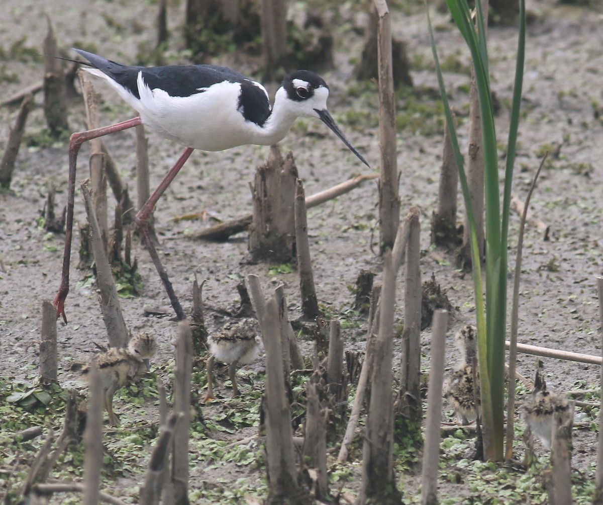 Black-necked Stilt - Jennifer Allison