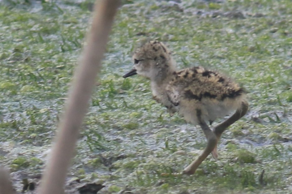 Black-necked Stilt - Jennifer Allison