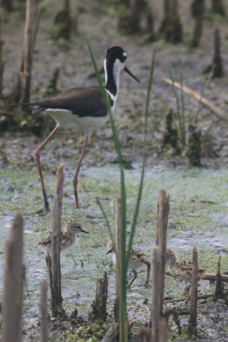 Black-necked Stilt - Jennifer Allison