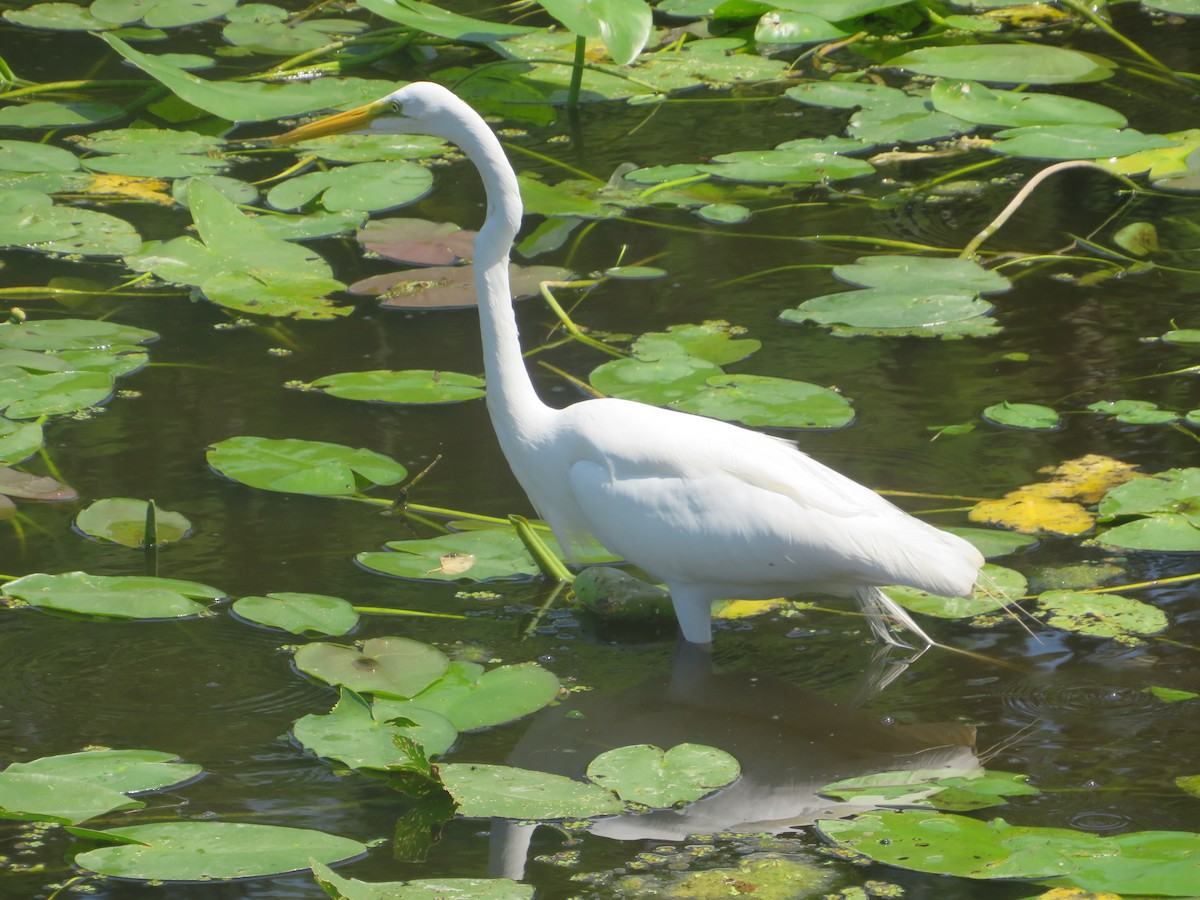 Great Egret - ML619654894