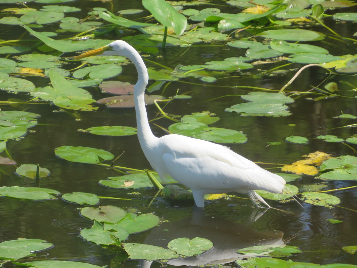 Great Egret - ML619654895