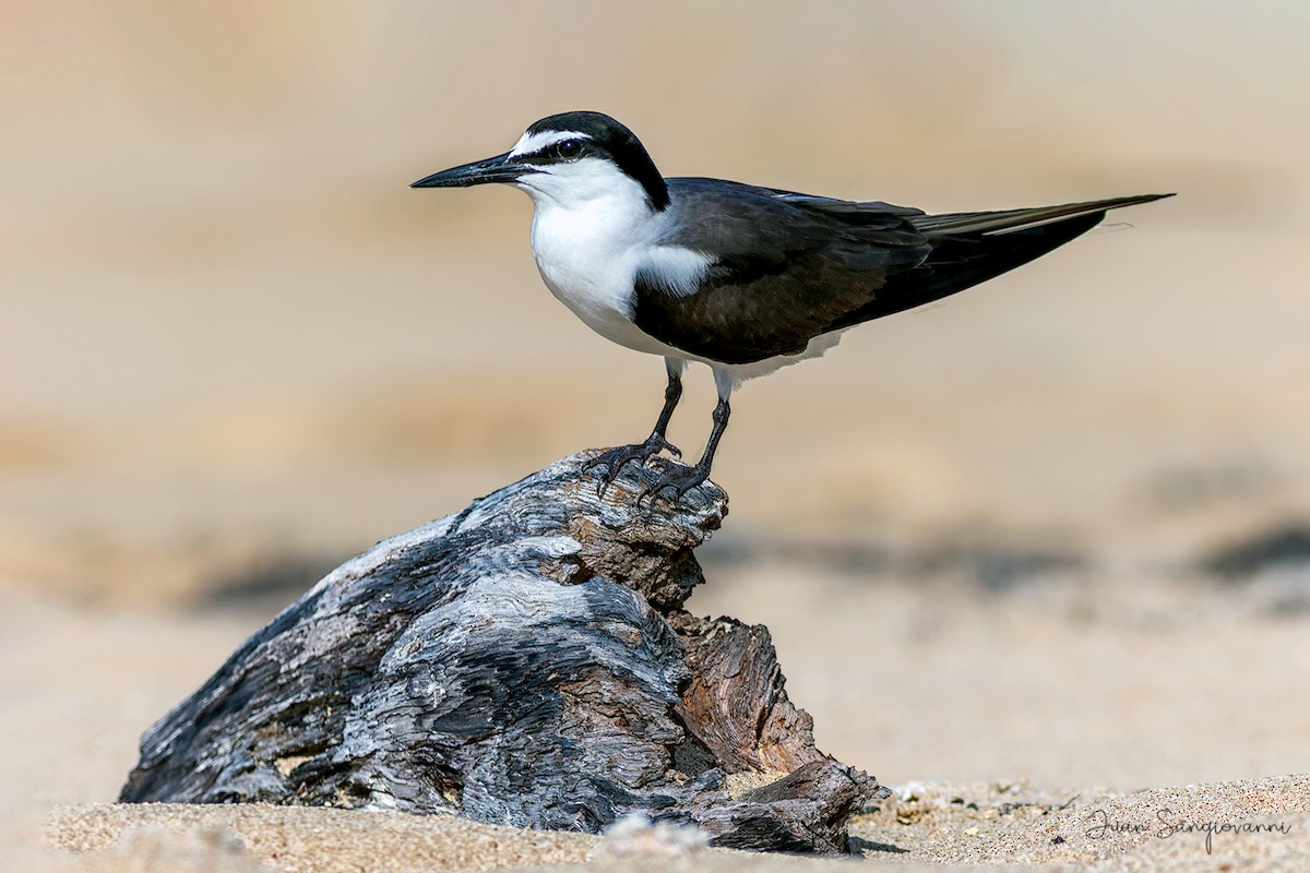 Bridled Tern - Juan Sangiovanni