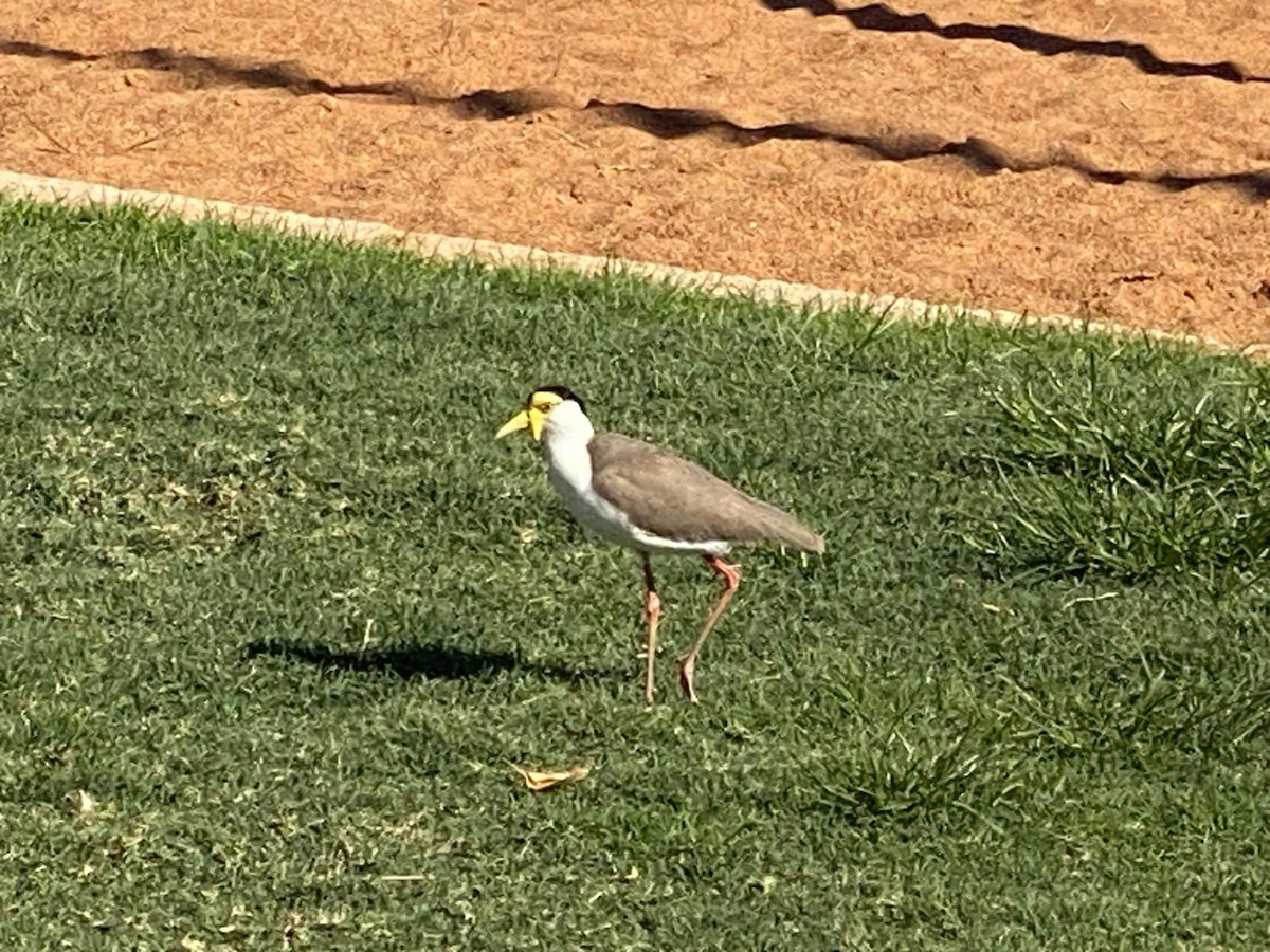 Masked Lapwing - ML619654897