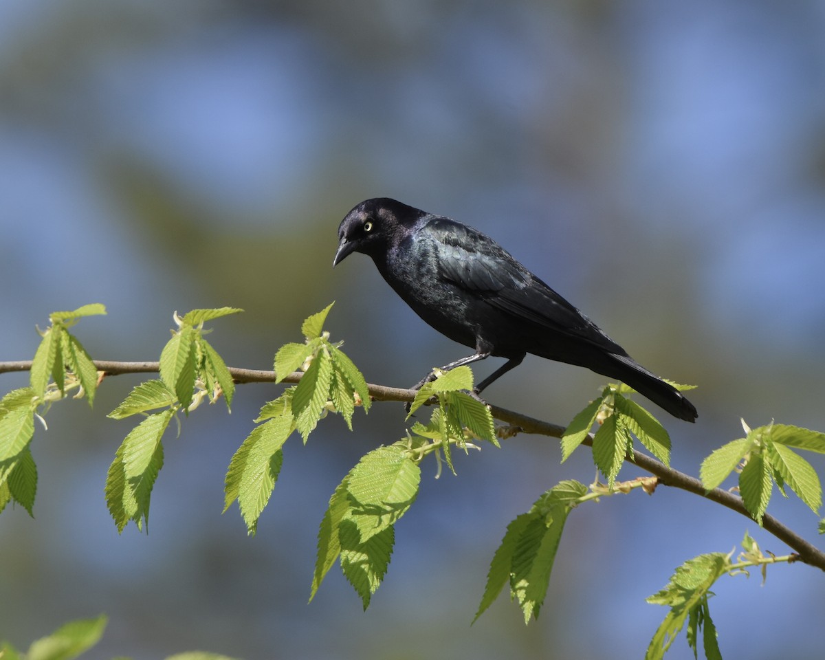 Brewer's Blackbird - Julie Doerr