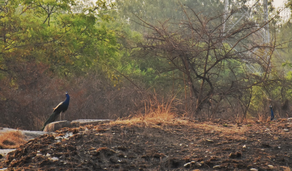 Indian Peafowl - Tania De