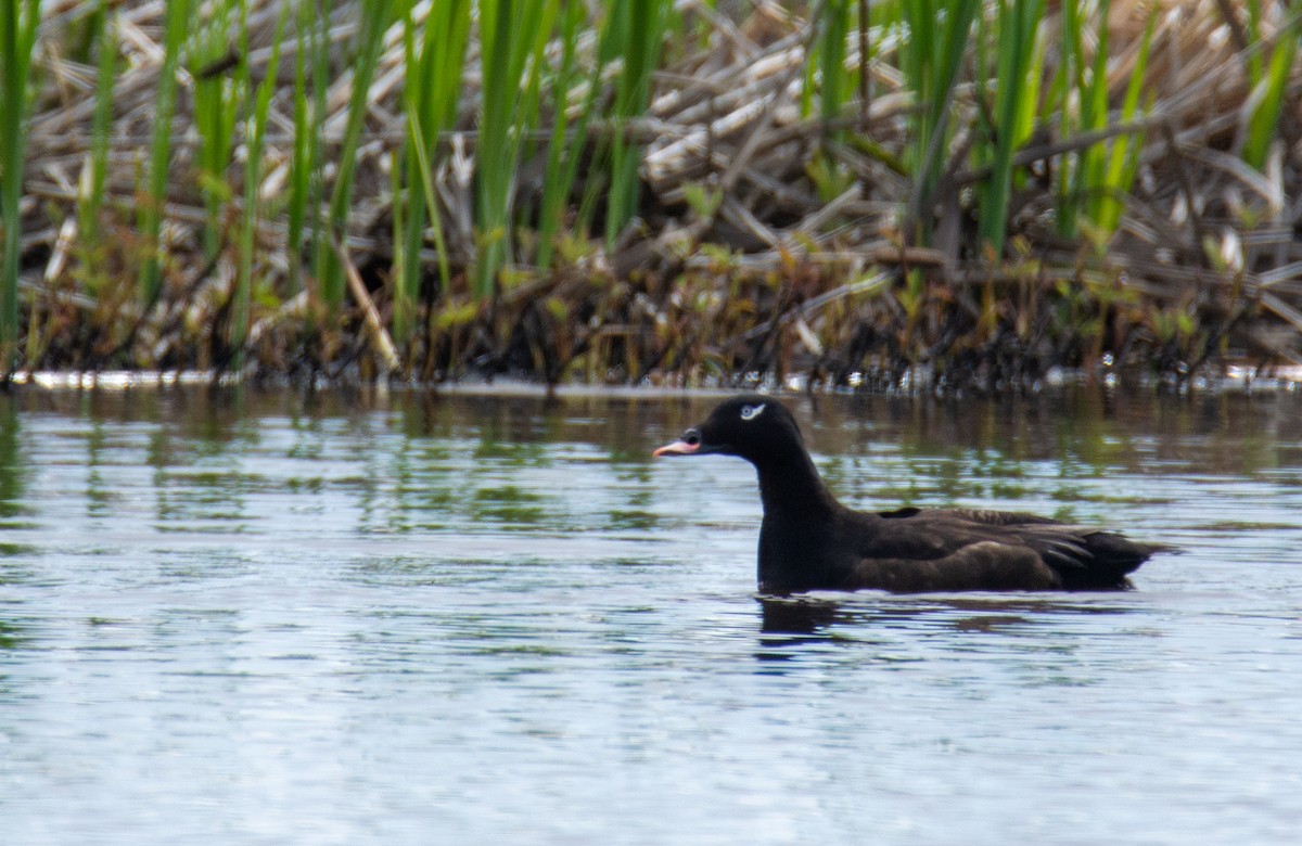 White-winged Scoter - ML619654908