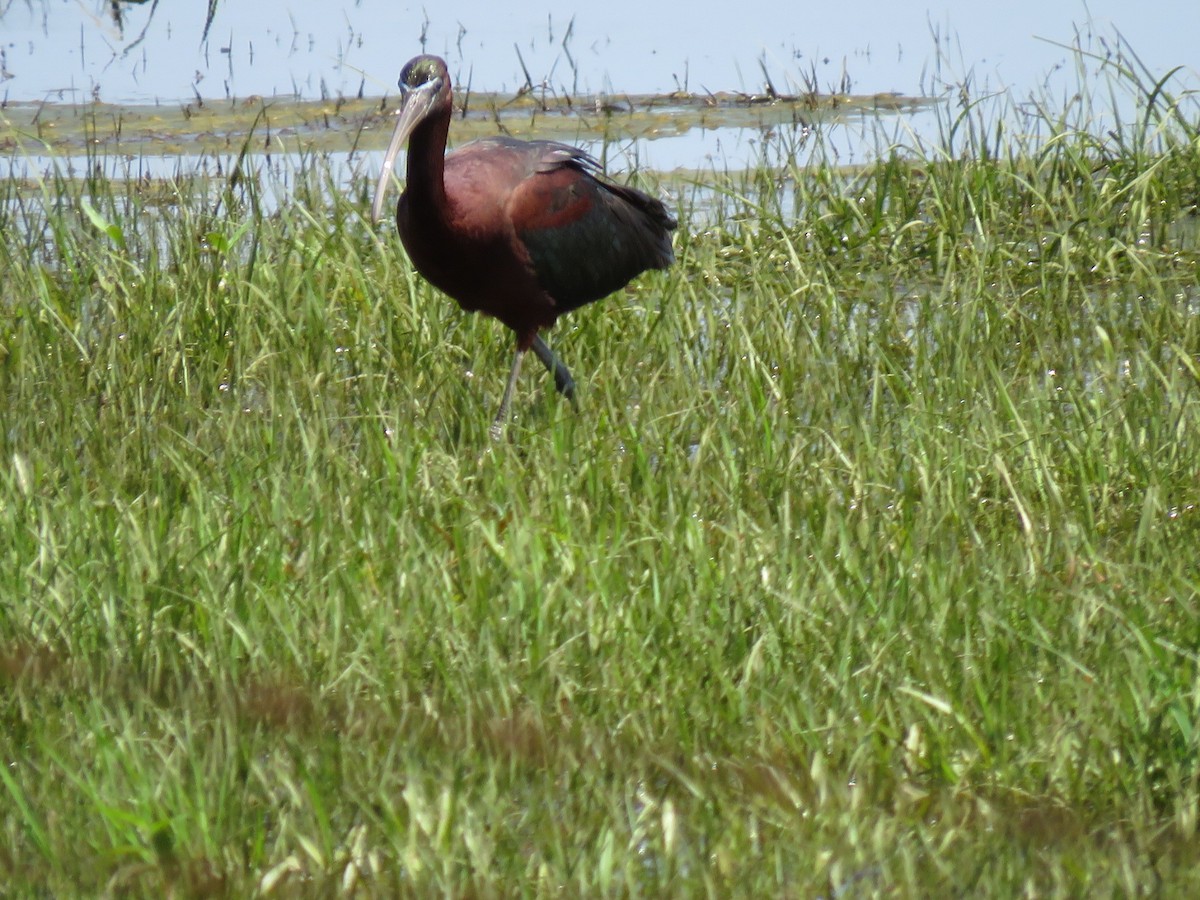 Glossy Ibis - Nicholaus Pumphrey